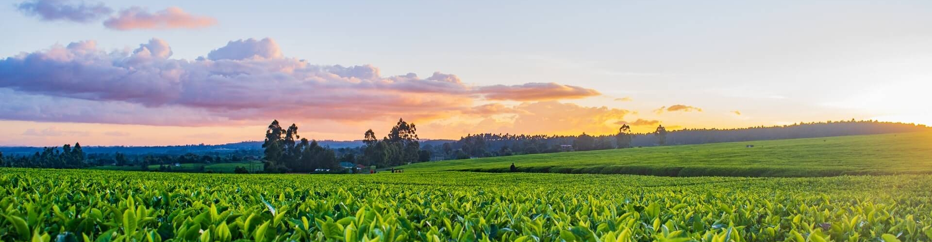 4 problèmes de commercialisation auxquels les agriculteurs sont confrontés