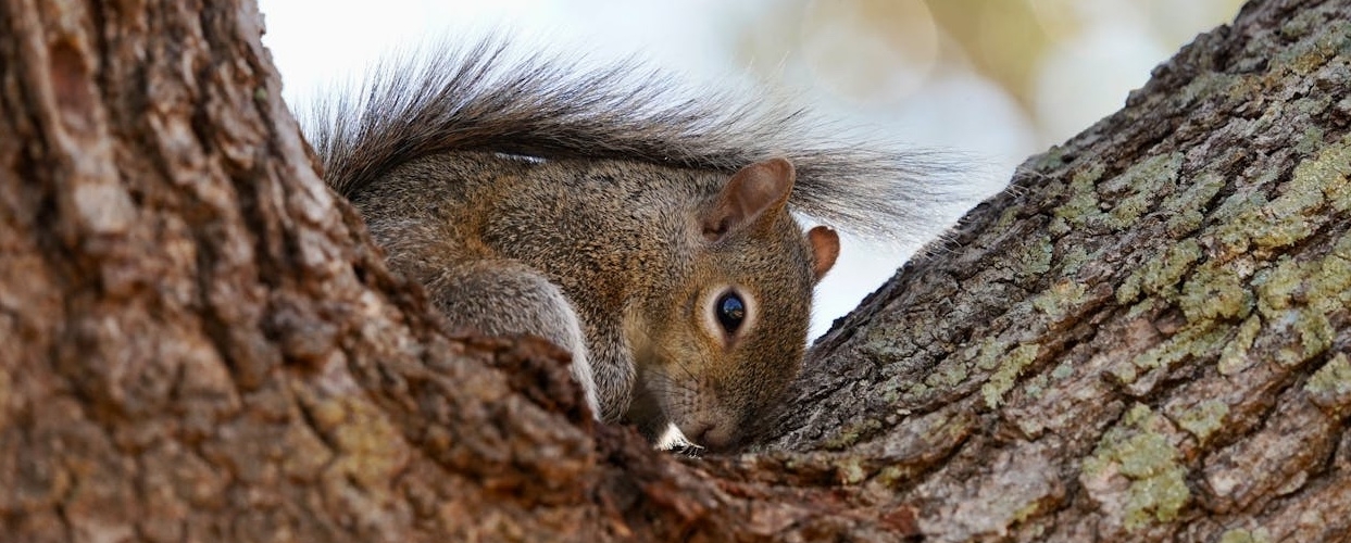 How an Ohio wildlife rehab uses Jotform to save more animals