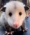 Image of a possum in WEST Wildlife Rehab