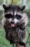 Image of a racoon in WEST Wildlife Rehab